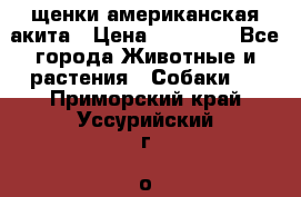 щенки американская акита › Цена ­ 30 000 - Все города Животные и растения » Собаки   . Приморский край,Уссурийский г. о. 